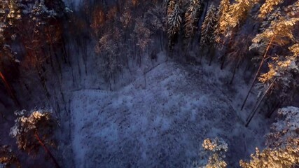 Poster - 4k AERIAL with winter, snowy forest in golden light.