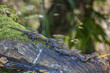 © Danita Delimont - Young American alligators on a log in a south Florida swamp.