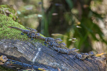 Young American Alligators On A Log In A South Florida Swamp.