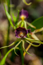 The Unique And Endangered Epiphytic Clamshell Orchid, In South Florida, Has Three Anthers.