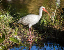 Adult White Ibis, In Breeding Colors.