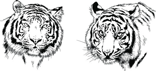 vector drawings sketches different predator , tigers lions cheetahs and leopards are drawn in ink by hand , objects with no background