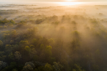 Wall Mural - Aerial sunrise over forest covered with fog in spring Marion County, Illinois