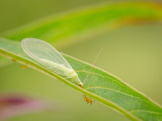 Wall Mural - lacewing and aphid on swamp milkweed leaf, Day Preserve, Illinois