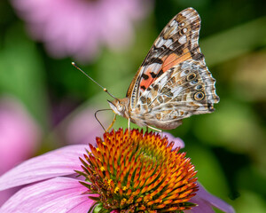 Wall Mural - Butterfly collecting pollen