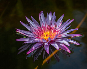 Poster - Flower with bright flaming colors and ghostly reflection in the water.