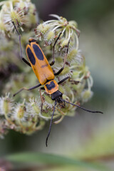 Wall Mural - Goldenrod soldier beetle or Pennsylvania Leatherwing, Creasey Mahan Nature Preserve, Kentucky