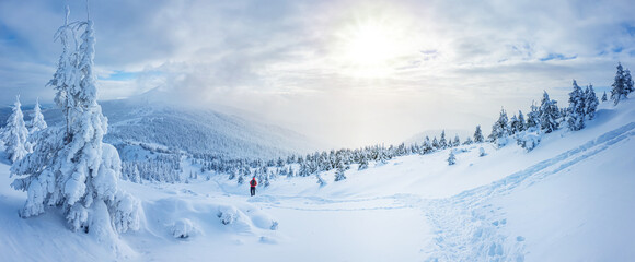 panoramic landscape of a snowy forest in the mountains on a sunny winter day whis. ukrainian carpath