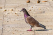 Pink brown Racing homer pigeon bird closeup