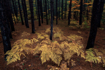 Poster - Ferns in forest, Hiawatha National Forest, Upper Peninsula of Michigan.