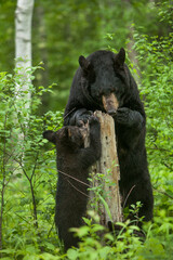 Sticker - USA, Minnesota. Female black bear mother and cub.