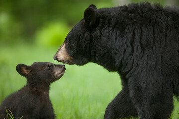 usa, minnesota. female black bear mother and cub.