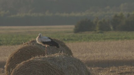 Wall Mural - Adult European White Stork - Ciconia Ciconia - Sitting On Hay Bale In Summer Field. Belarus, Belarusian Nature