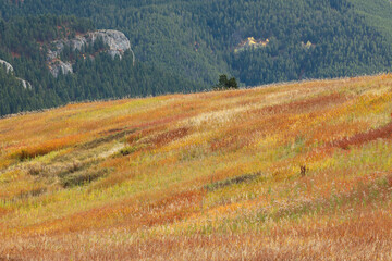 Wall Mural - Colorful summer grasses and evergreen trees, near Bozeman, Montana, USA