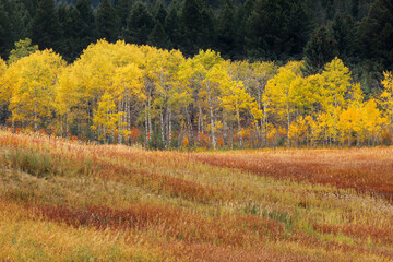 Sticker - Colorful summer grasses and aspen trees, near Bozeman, Montana, USA