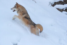 USA, Montana. Timber Wolf Running In Snow.