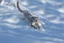 USA, Montana. Captive Snow Leopard In Winter.