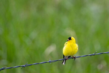 Canvas Print - American goldfinch near Augusta, Montana, USA