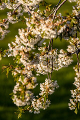 Canvas Print - Flathead cherry trees blossom along Flathead Lake near Polson Montana