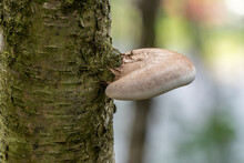 Shelf Fungus (Fomes Fomentarius). Bracket Fungus. Fomes Fomentarius Growing On A Tree.