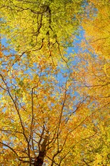 Sticker - Autumn forest in the Pyrenees