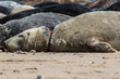 Seal injury. Animal with neck wound caused by beach pollution.