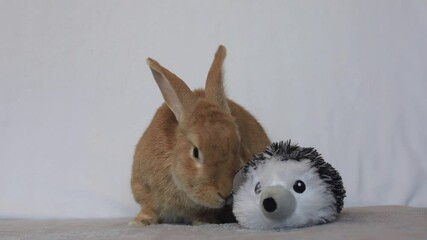 Canvas Print - Rufus Rabbit eats parsley next to toy white background exits right