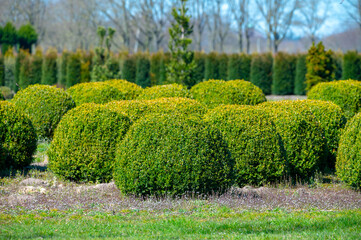 trees and box topiary balls plants growing on plantation on tree nursery farm in north brabant, neth