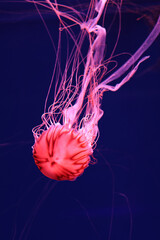 Poster - Bright pink jellyfish on a dark blue background.