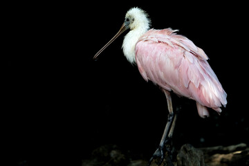 Wall Mural - spoonbill bird close up isolated on black