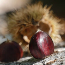 Fresh Chestnuts With Open Husk On Fallen Autumn Leaves
