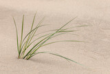 Fototapeta Lawenda - Grasses in dunes, Dellenback Dunes, Siuslaw National Forest, Coos County, Oregon