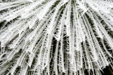 Ponderosa Pine Needles In Hoar Frost, Bend, Oregon