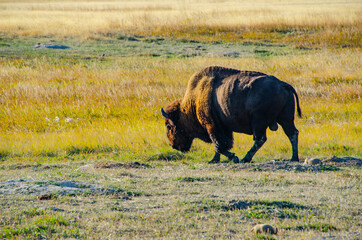 Wall Mural - USA, South Dakota, Badlands National Park, bison walking