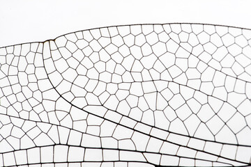 Extreme macro  shots, dragonfly wings detail. isolated on a white background.