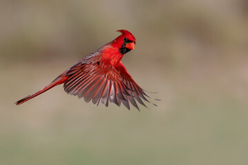 Sticker - Male northern cardinal landing on cactus, Rio Grand Valley, Texas