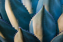 Century Plant (Agave Species) Leaves With Spines.