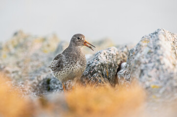 Meerstrandläufer 