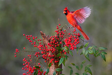 Northern Cardinal (Cardinalis Cardinalis) Landing