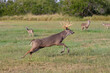 White-tailed Deer (Odocoileus virginianus) male chasing females