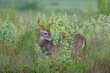 White-tailed Deer (Odocoileus virginianus) male browsing on tall weeds