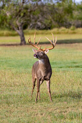 Wall Mural - White-tailed Deer (Odocoileus virginianus) buck scenting female in estrus