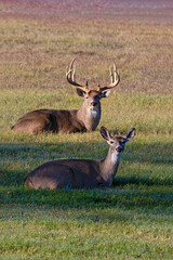 Wall Mural - White-tailed Deer (Odocoileus virginianus) pair resting