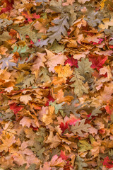 Wall Mural - USA, Utah. Grand Staircase Escalante National Monument, Autumn leaves of oak and maple in Lick Wash.