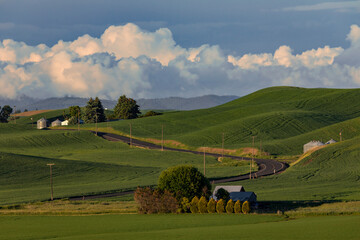 Wall Mural - Hwy 72 winding through the rolling hills and wheat fields, Palouse region of eastern Washington.