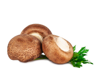 Wall Mural - Mushrooms isolated on a white background