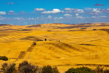 Sticker - USA, Washington State, The Palouse, from Steptoe Butte, wheat fields, wind farm