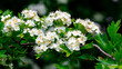 Hawthorn bush with white flowers, hawthorn blossoms