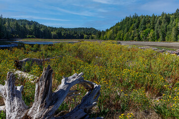 Wall Mural - USA, Washington State, Seabeck. Landscape with driftwood and gumweed along Hood Canal.