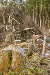 Sticker - Olympic Peninsula in Washington, USA. Clear-cut logging and piles of logging debris. Clearcutting leave blocks of 'reserve' trees that won't be cut.